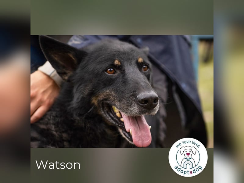 Watson: der lebensfrohe Schatz