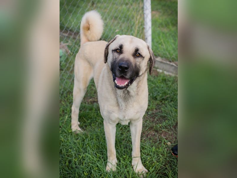 Augustus: Sanfter Riese