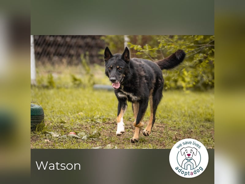 Watson: der lebensfrohe Schatz