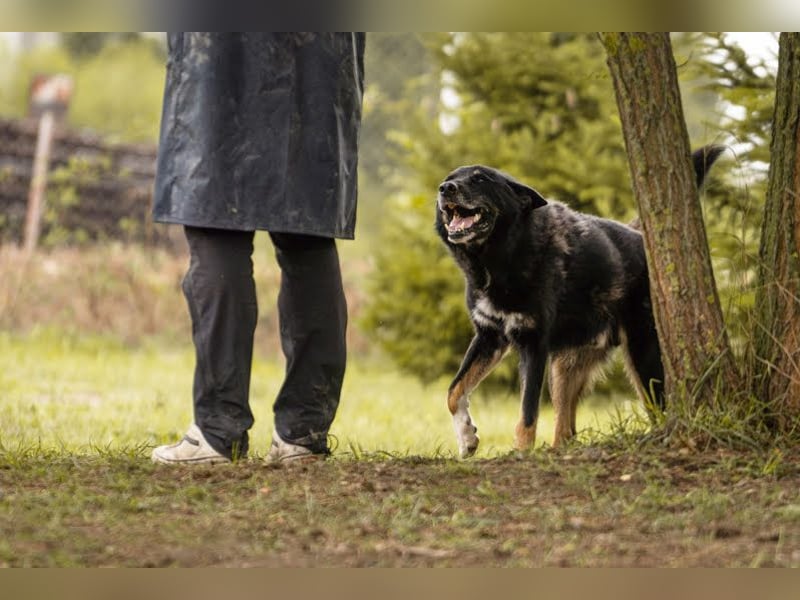 Watson: der lebensfrohe Schatz