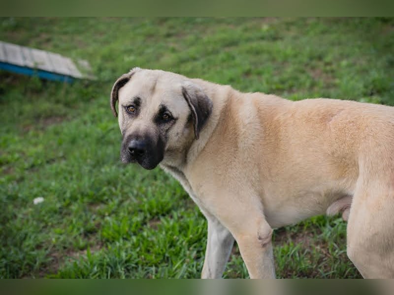 Augustus: Sanfter Riese