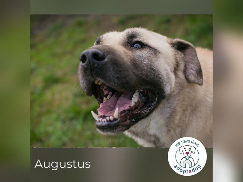 Augustus: Sanfter Riese