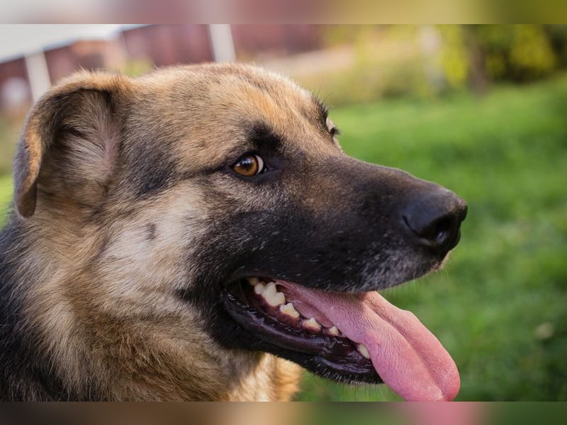 Tero: sucht ein Zuhause