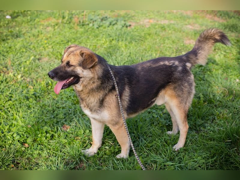 Tero: sucht ein Zuhause