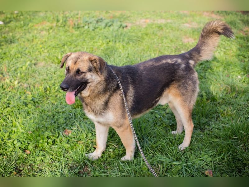 Tero: sucht ein Zuhause