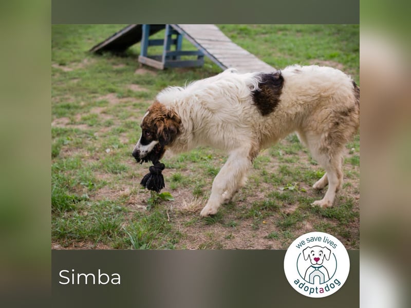 Simba: Riese mit viel Charme