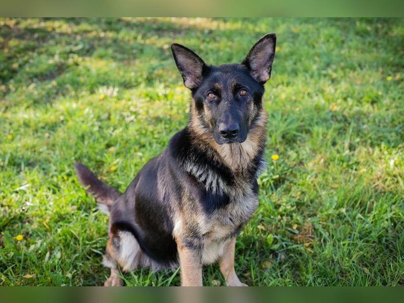 Hailey: Liebevolle Hundedame