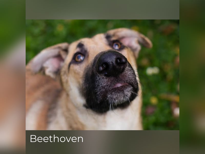 Beethoven: Ode an die Liebe