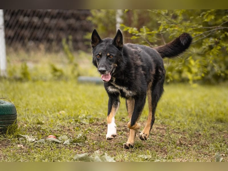 Watson: der lebensfrohe Schatz