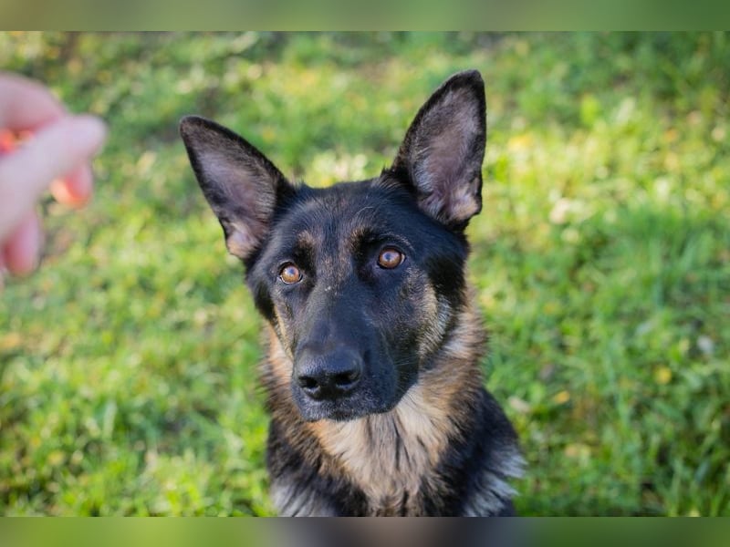 Hailey: Liebevolle Hundedame