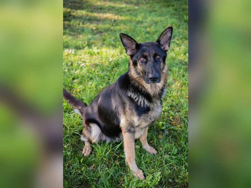 Hailey: Liebevolle Hundedame