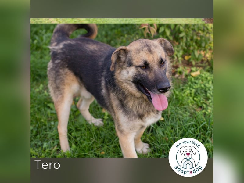 Tero: sucht ein Zuhause