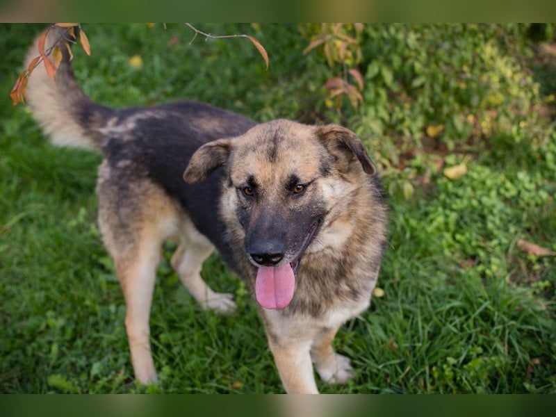 Tero: sucht ein Zuhause