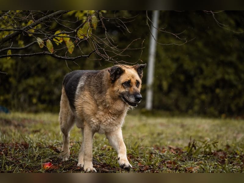 Chiku: Entspannt, entspannter, Chiku!