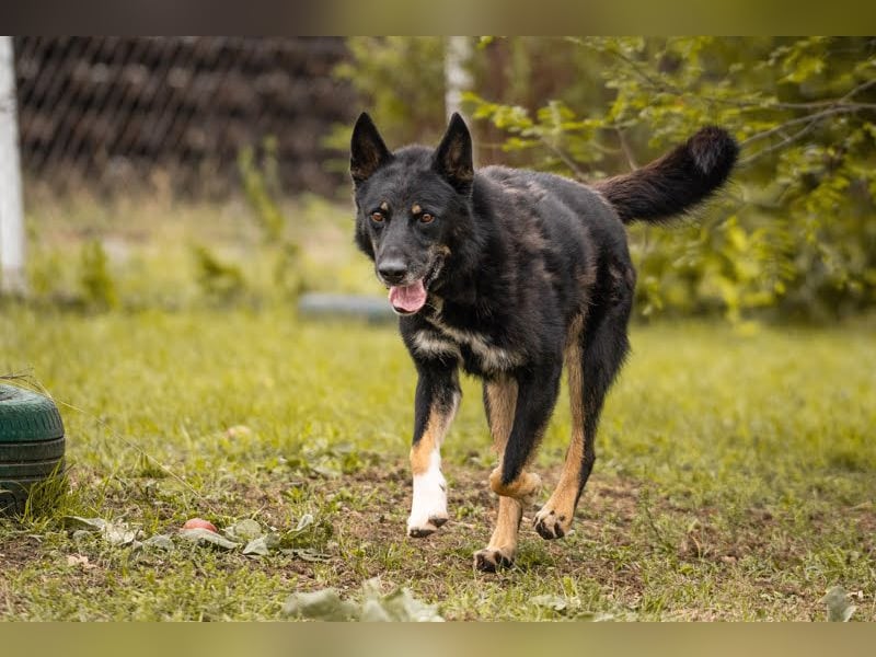 Watson: der lebensfrohe Schatz