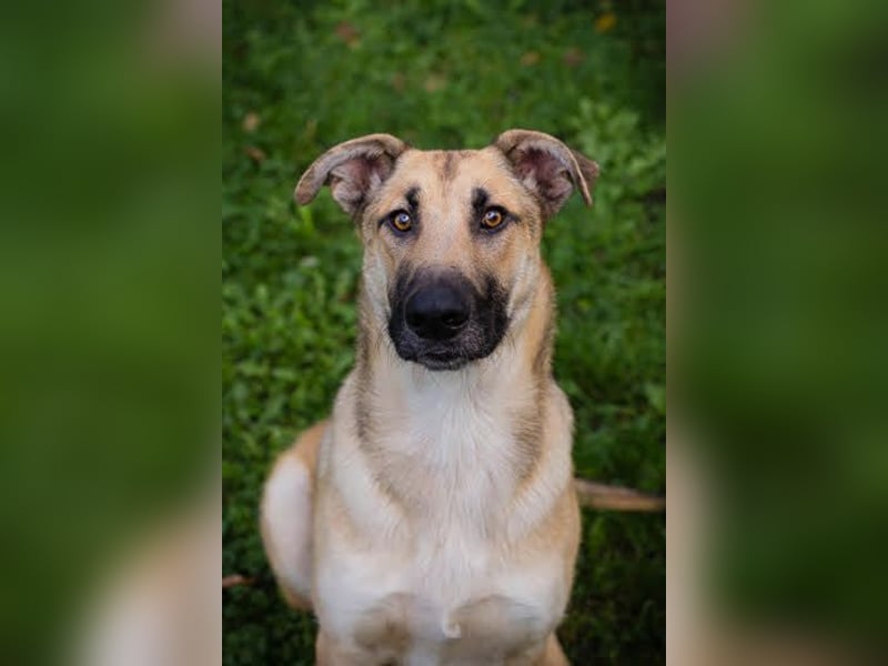 Beethoven: Ode an die Liebe