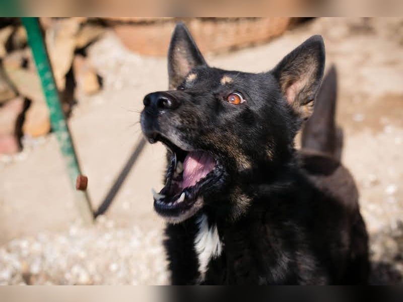 Watson: der lebensfrohe Schatz