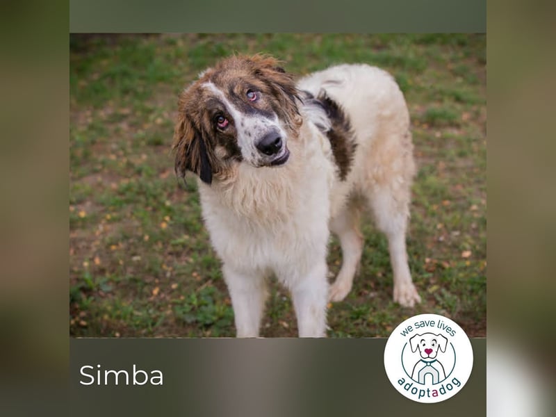 Simba: Riese mit viel Charme