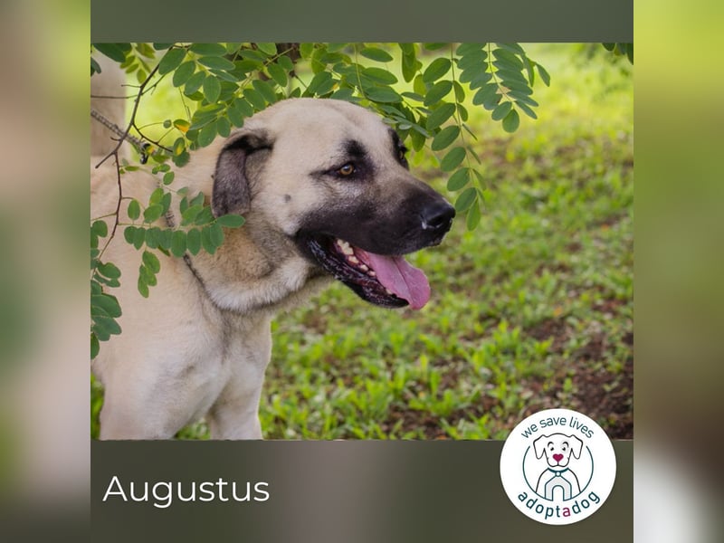 Augustus: Sanfter Riese