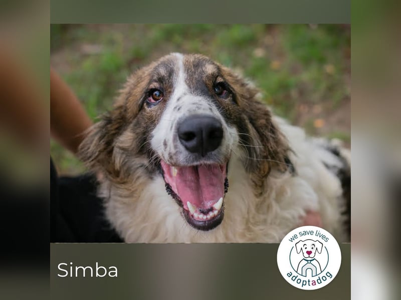 Simba: Riese mit viel Charme