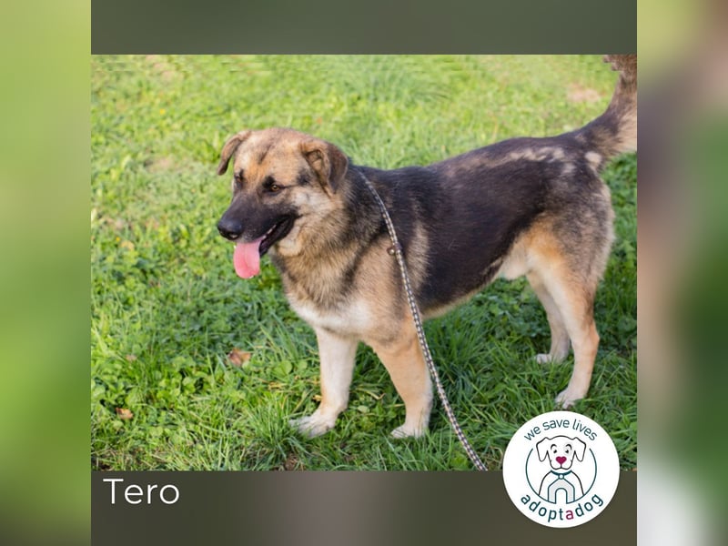 Tero: sucht ein Zuhause