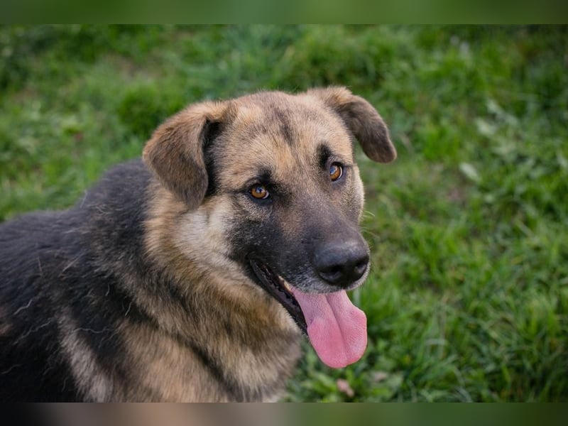 Tero: sucht ein Zuhause