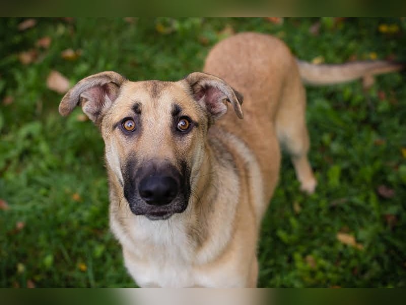 Beethoven: Ode an die Liebe