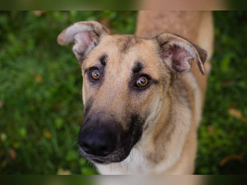 Beethoven: Ode an die Liebe