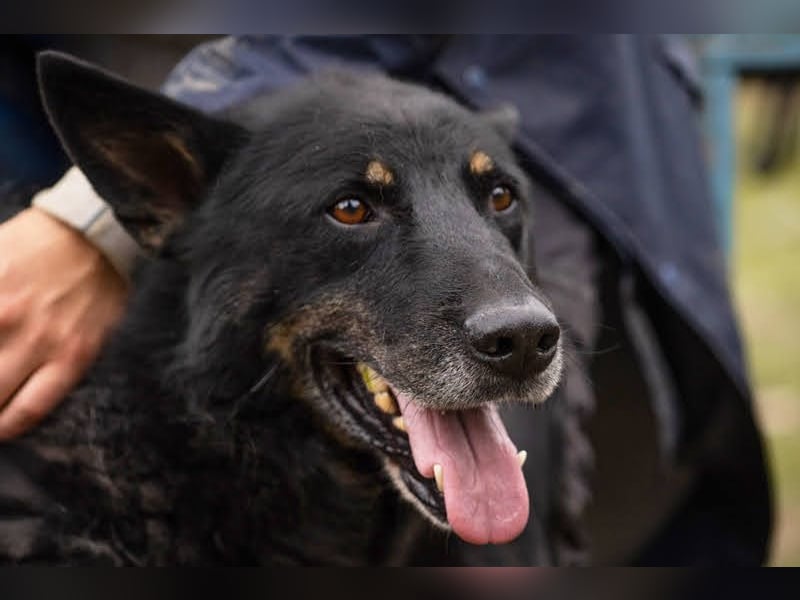 Watson: der lebensfrohe Schatz