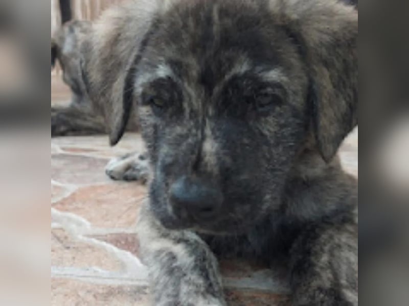 CHANEL - die Zauberhafte