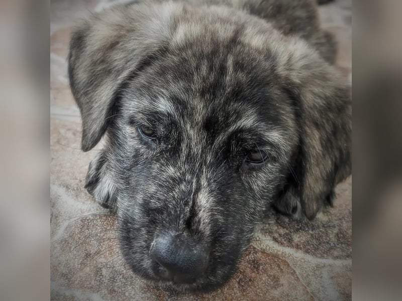 CHANEL - die Zauberhafte