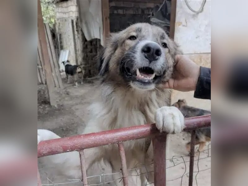 Alex - Freunde der Rasse finden in ihm einen sehr treuen Hund! Moskauer Wachhund, sehr loyal