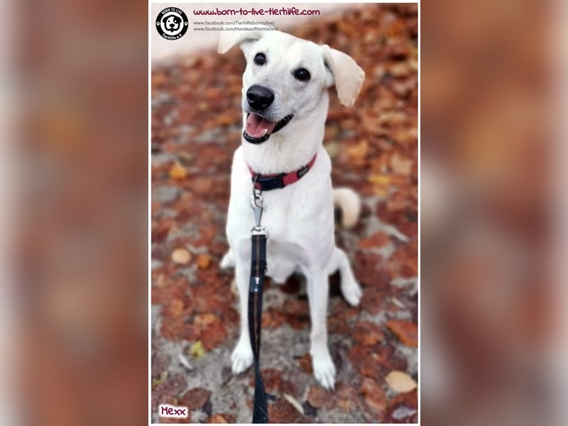 Zuhause für MEXX gesucht