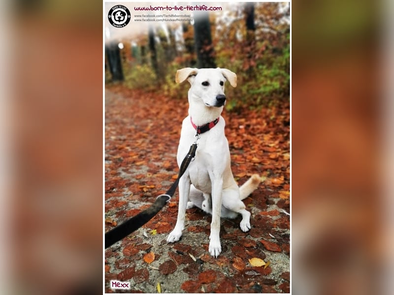 Zuhause für MEXX gesucht