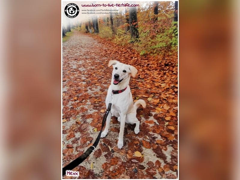 Zuhause für MEXX gesucht