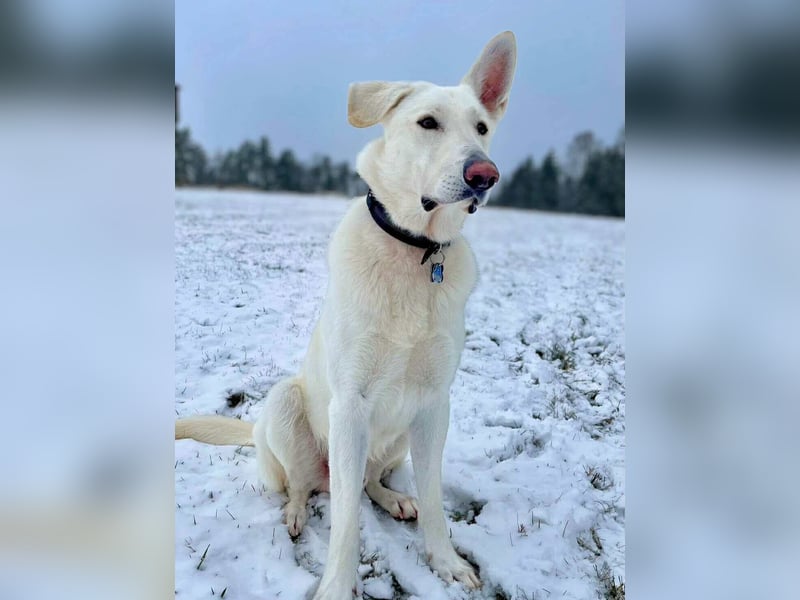 Iorek - anhänglich,lustig&treu