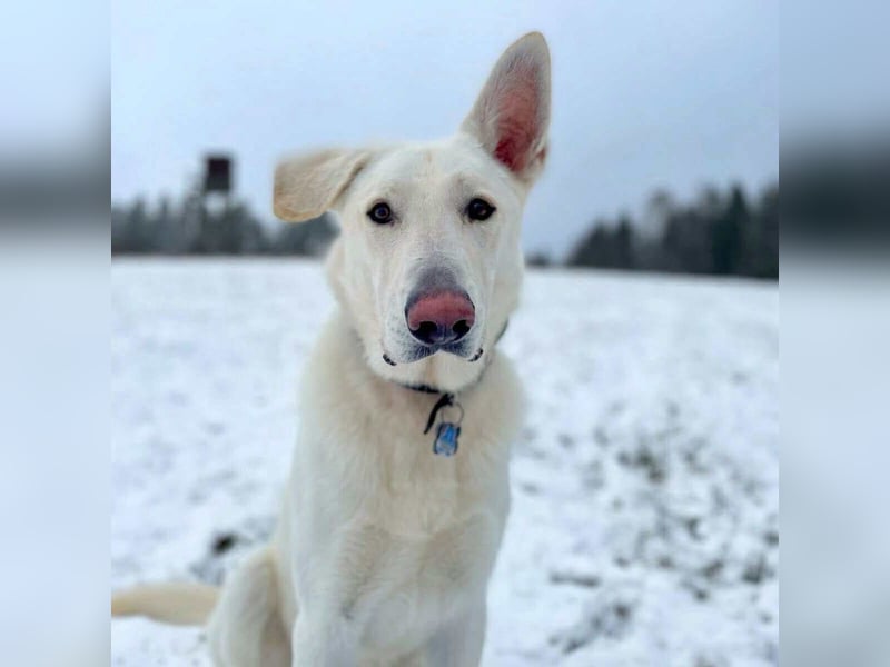 Iorek - anhänglich,lustig&treu
