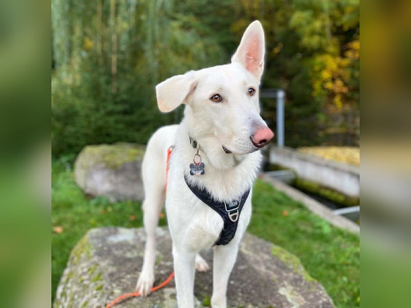 Iorek - anhänglich,lustig&treu