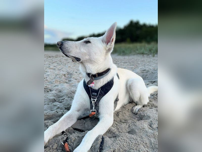 Iorek - anhänglich,lustig&treu