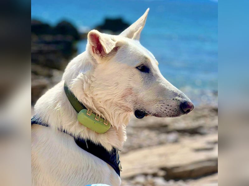 Iorek - anhänglich,lustig&treu