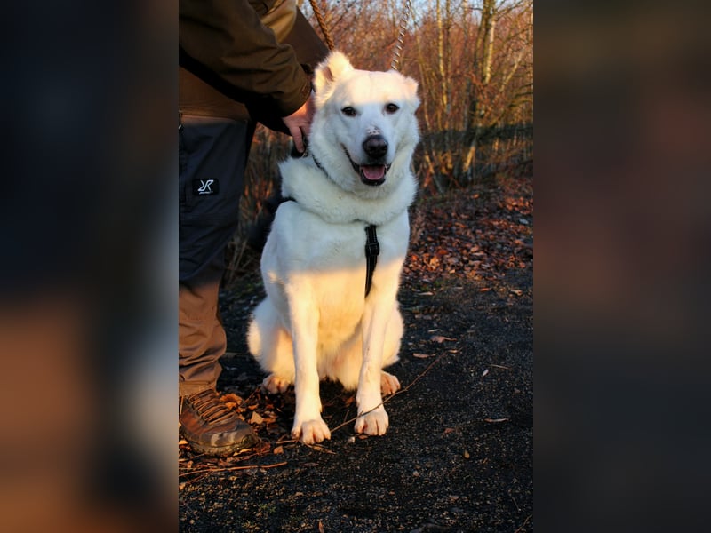 Hera Traumhund Herdenschutzhund Mischling Hündin verträglich sucht Zuhause für immer