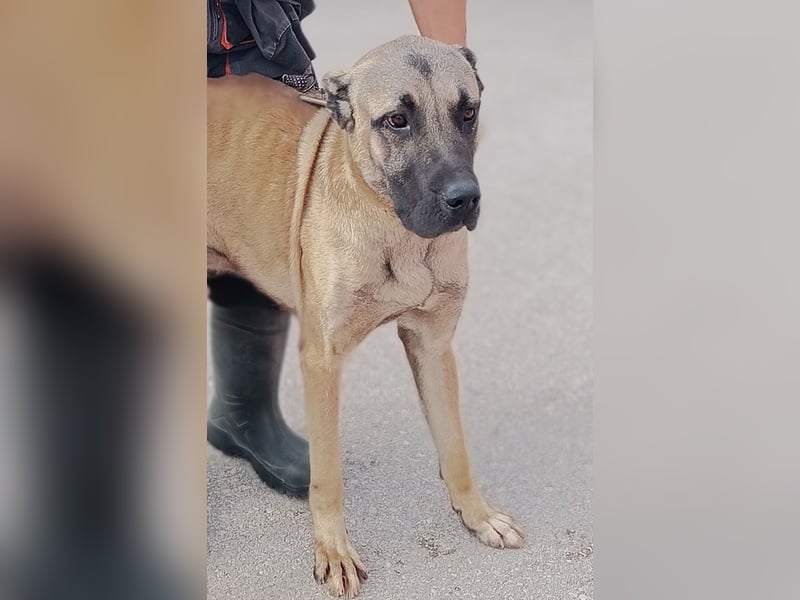 Cognac großer freundlicher Kangal Mischlingrüde Junghund sucht Zuhause oder Pflegestelle