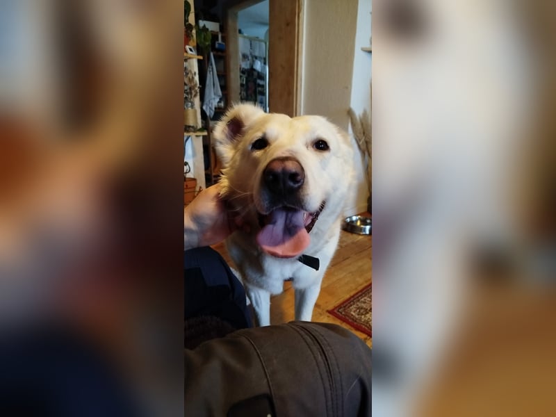 Hera Traumhund Herdenschutzhund Mischling Hündin verträglich sucht Zuhause für immer