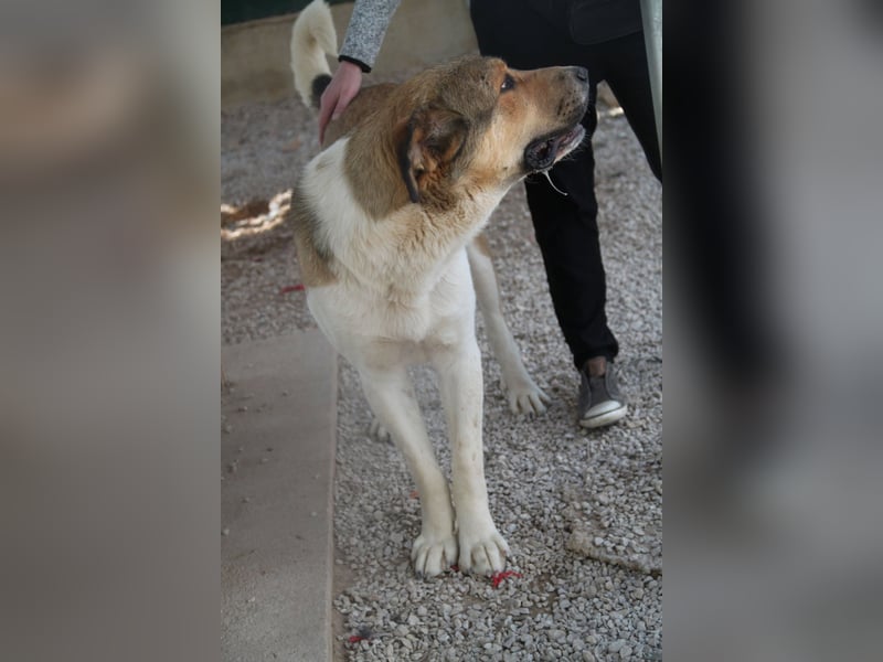 Kovu großer Tornjak Mischlingsrüde Mischling Rüde sucht Zuhause oder Pflegestelle