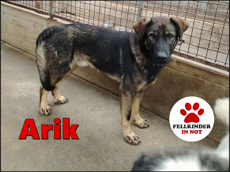 Arik junger Schäferhund Mischling Rüde sucht Zuhause oder Pflegestelle