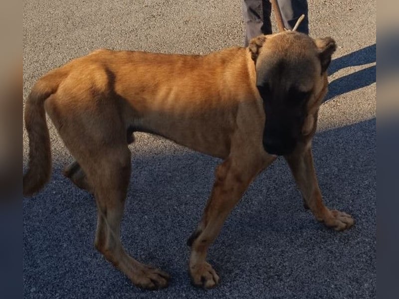 Cognac großer freundlicher Kangal Mischlingrüde Junghund sucht Zuhause oder Pflegestelle
