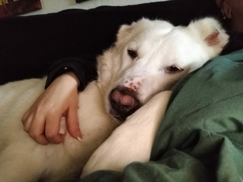 Hera Traumhund Herdenschutzhund Mischling Hündin verträglich sucht Zuhause für immer