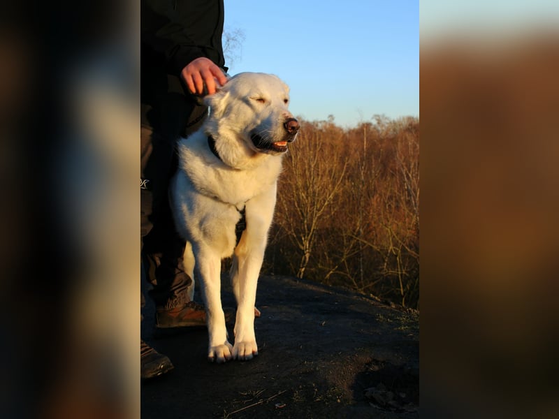 Hera Traumhund Herdenschutzhund Mischling Hündin verträglich sucht Zuhause für immer