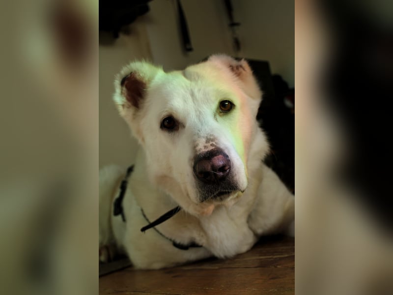 Hera Traumhund Herdenschutzhund Mischling Hündin verträglich sucht Zuhause für immer