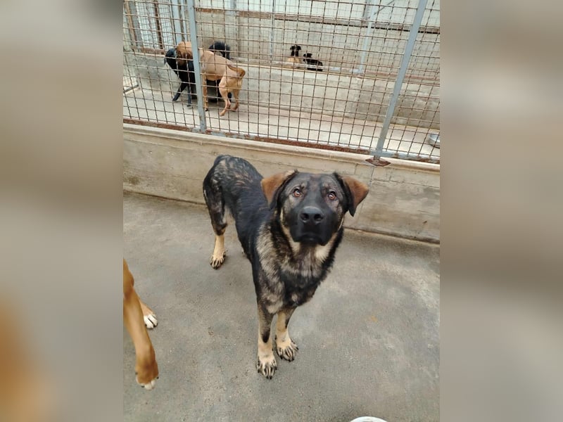 Arik junger Schäferhund Mischling Rüde sucht Zuhause oder Pflegestelle